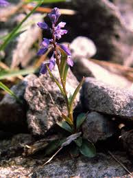 Attēlu rezultāti vaicājumam “Polygala amarella”