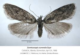 Attēlu rezultāti vaicājumam “Semioscopis avellanella”