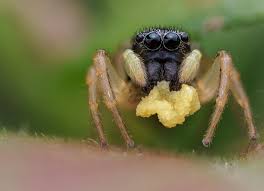 Attēlu rezultāti vaicājumam “Heliophanus sp.”