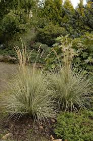 Attēlu rezultāti vaicājumam “Calamagrostis canescens leaf”