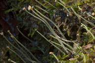 Attēlu rezultāti vaicājumam “Pellia epiphylla sporophyte”