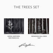 Image result for Ansel Adams Aspens New Mexico