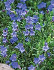 Image result for Lilium martagon `Chameleon`