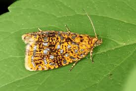 Attēlu rezultāti vaicājumam “Celypha siderana”