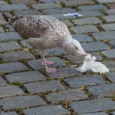 Attēlu rezultāti vaicājumam “Larus argentatus eggs”