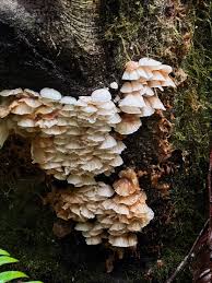 Attēlu rezultāti vaicājumam “Comatricha alta stalked”