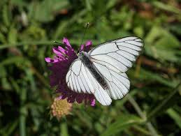 Attēlu rezultāti vaicājumam “Aporia crataegi upperside”