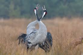 Attēlu rezultāti vaicājumam “Grus grus”