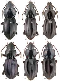 Attēlu rezultāti vaicājumam “Pterostichus sp.”
