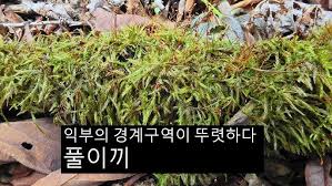 Attēlu rezultāti vaicājumam “Callicladium haldanianum”