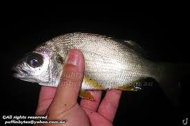 Image result for Pomadasys incisus