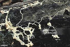 Attēlu rezultāti vaicājumam “Fuligo septica cf. rufa plasmodium”