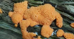 Attēlu rezultāti vaicājumam “Dictydiaethalium plumbeum macro”