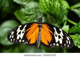 Attēlu rezultāti vaicājumam “Nymphalidae”