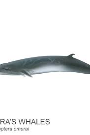Image result for Balaenoptera omurai