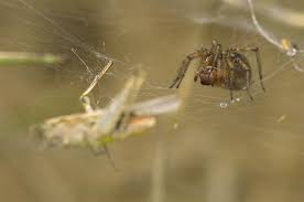 Attēlu rezultāti vaicājumam “Agelena labyrinthica”