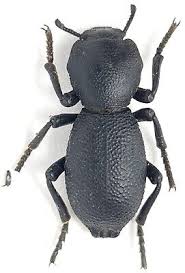 Attēlu rezultāti vaicājumam “Zopheridae”