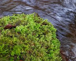 Attēlu rezultāti vaicājumam “Thamnobryum subserratum sporophyte”