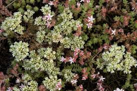 Attēlu rezultāti vaicājumam “Scleranthus perennis bud”