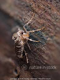 Attēlu rezultāti vaicājumam “Operophtera”