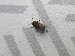 Attēlu rezultāti vaicājumam “Epuraea sp.”