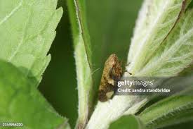 Attēlu rezultāti vaicājumam “Aphrophora alni nymph”