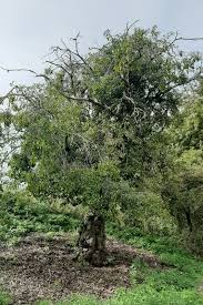 Attēlu rezultāti vaicājumam “Rhamnus cathartica”