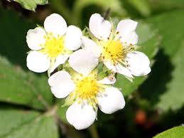 Attēlu rezultāti vaicājumam “Fragaria x ananassa flower”