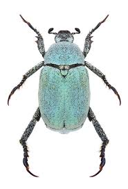 Attēlu rezultāti vaicājumam “Hoplia parvula imago”