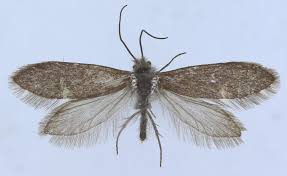 Attēlu rezultāti vaicājumam “Eriocraniidae”