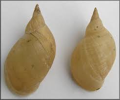 Attēlu rezultāti vaicājumam “Lymnaea stagnalis”