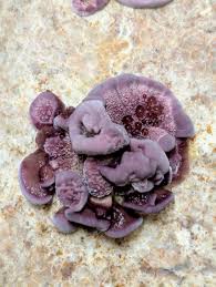 Attēlu rezultāti vaicājumam “Trichaptum biforme”