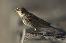 Image result for Passer hispaniolensis