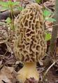 The Great Morel Home Page