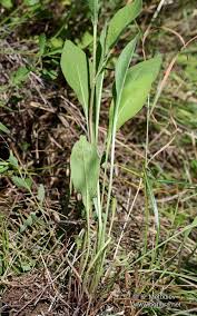 Attēlu rezultāti vaicājumam “Centaurea jacea leaf”
