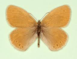 Attēlu rezultāti vaicājumam “Coenonympha glycerion underside”