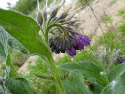 Attēlu rezultāti vaicājumam “Symphytum officinale leaf”