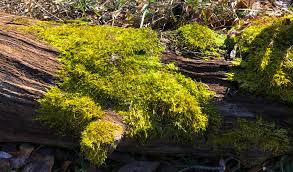 Attēlu rezultāti vaicājumam “Callicladium haldanianum sporophyte”