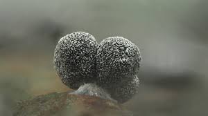 Attēlu rezultāti vaicājumam “Physarum, Nannengaella sp.”