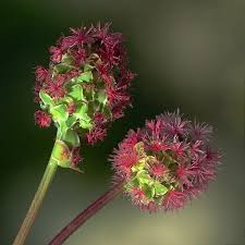 Attēlu rezultāti vaicājumam “Poterium sanguisorba flower”