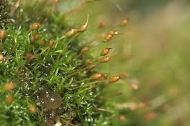 Attēlu rezultāti vaicājumam “Gymnostomum aeruginosum”