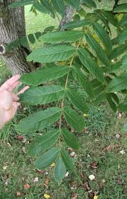 Attēlu rezultāti vaicājumam “Juglans mandshurica”