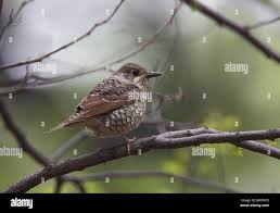 Image result for Zoothera sibirica