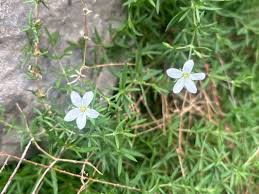 Attēlu rezultāti vaicājumam “Arenaria procera”