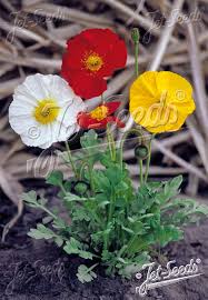 Image result for Papaver nudicaule