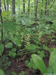 Attēlu rezultāti vaicājumam “Pyrola chlorantha”