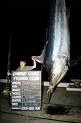 UnderwaterTimes.com | Aussie Teen Hooks Record Black Marlin, Feeds ...