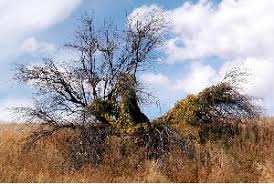 Attēlu rezultāti vaicājumam “Bryonia alba”