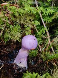 Attēlu rezultāti vaicājumam “Cortinarius traganus”
