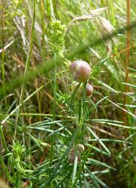 Attēlu rezultāti vaicājumam “Geocrypta galii”